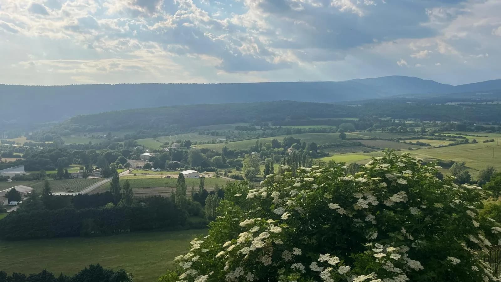 Lavandes du Luberon — photo 1